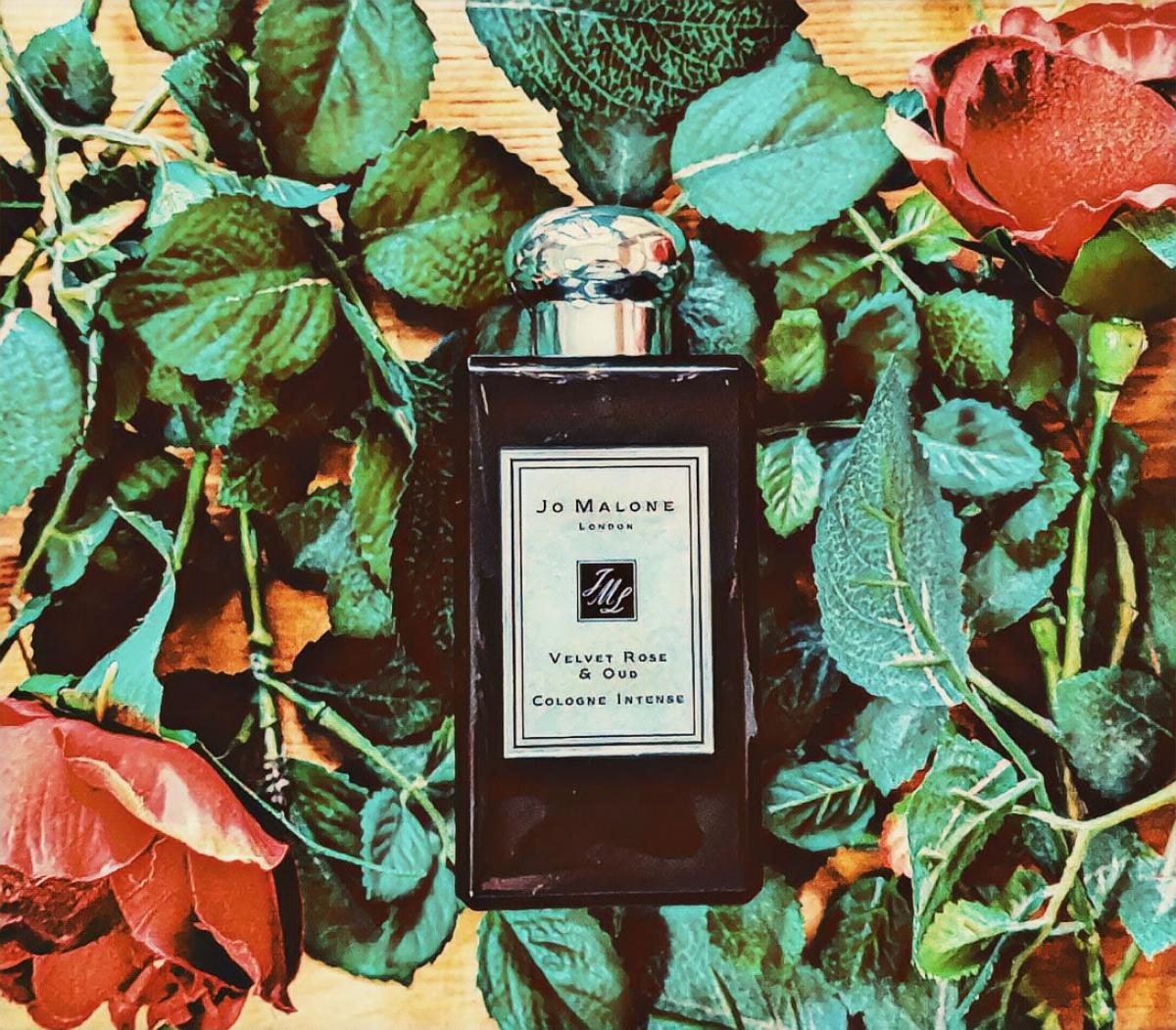 Velvet Rose & Oud Jo Malone London perfume - a fragrance for women and