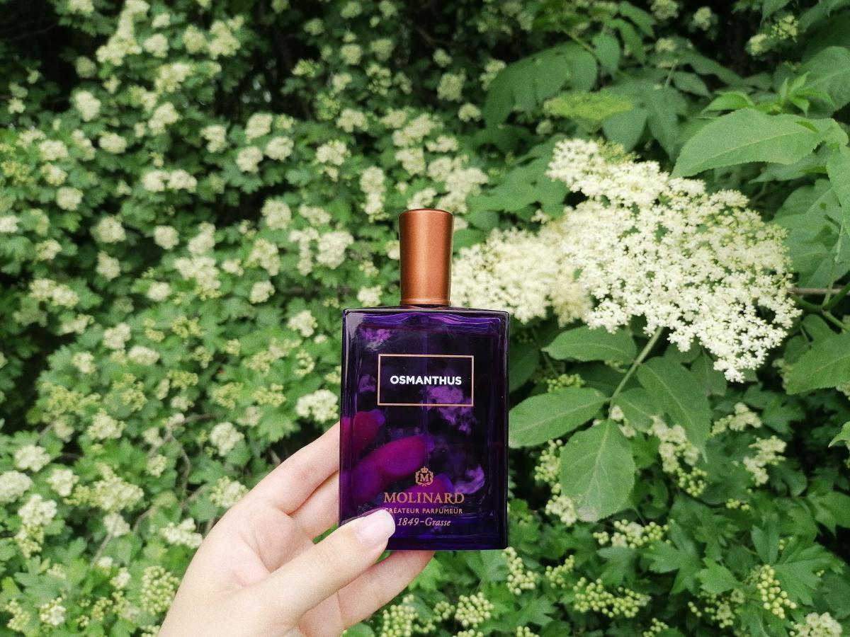 Osmanthus Eau de Parfum Molinard perfume - a fragrance for women and ...