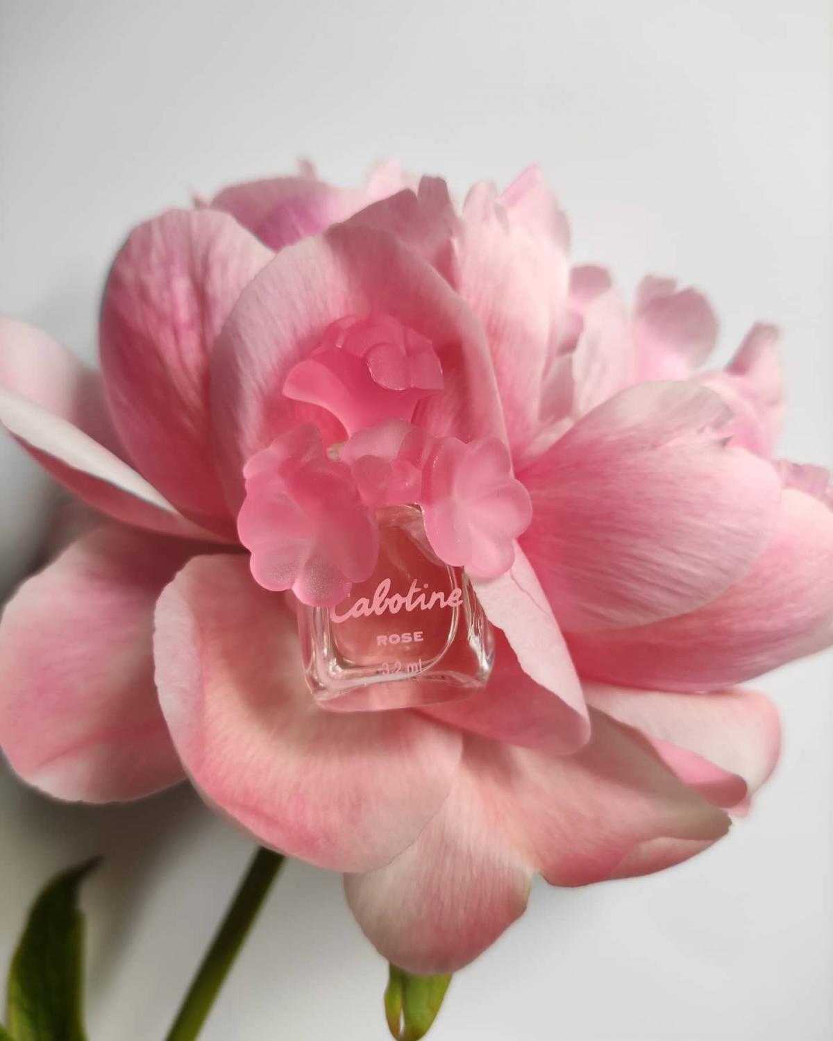 Cabotine Rose Grès perfume - a fragrance for women 2003