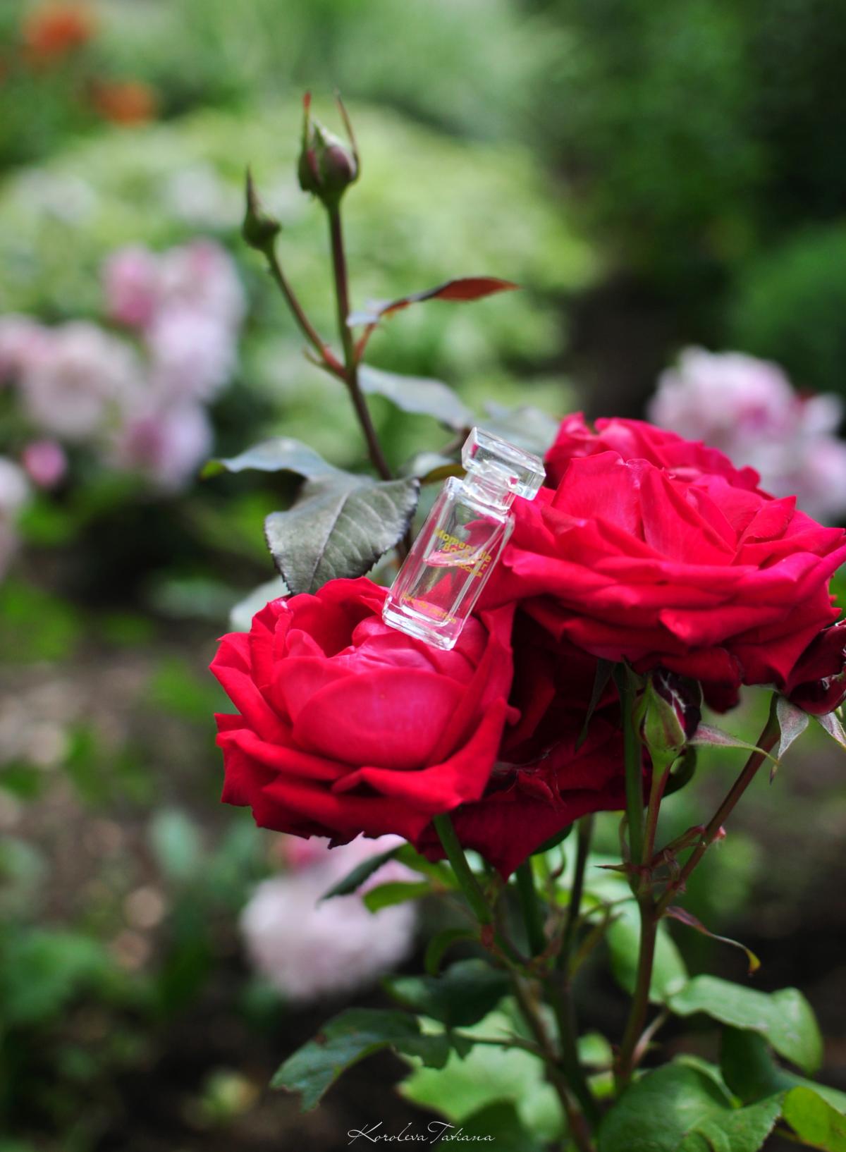 Moment de Bonheur Yves Rocher perfume - a fragrance for women 2011