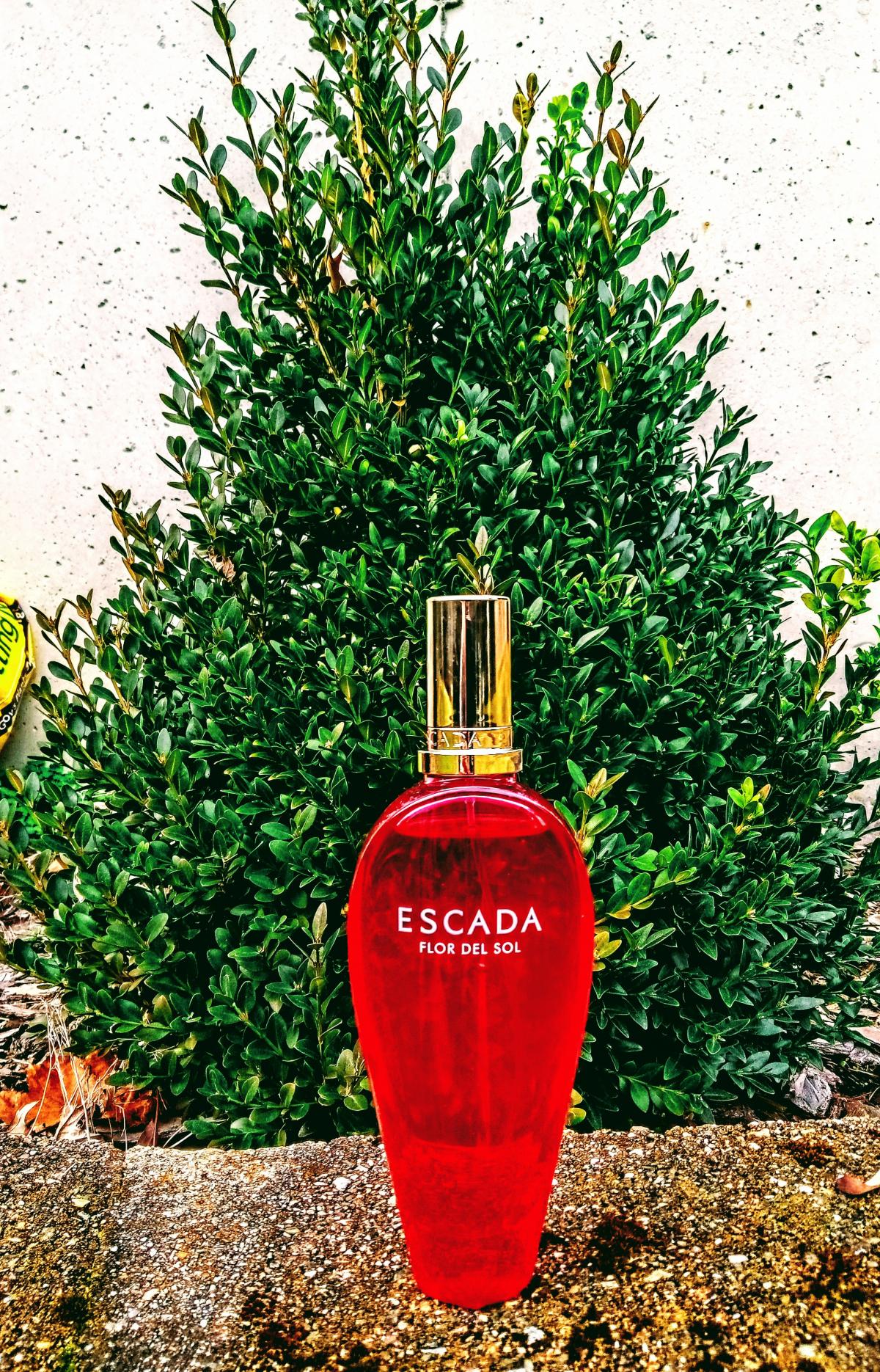 Flor del Sol Escada perfume a new fragrance for women 2020