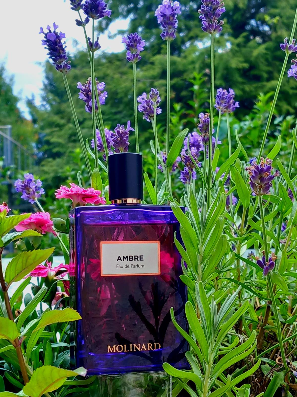 Ambre Eau de Parfum Molinard аромат — аромат для мужчин и женщин 2015