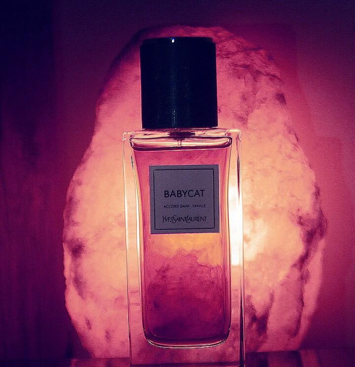 Babycat Yves Saint Laurent perfume - a fragrance for women and men 2022