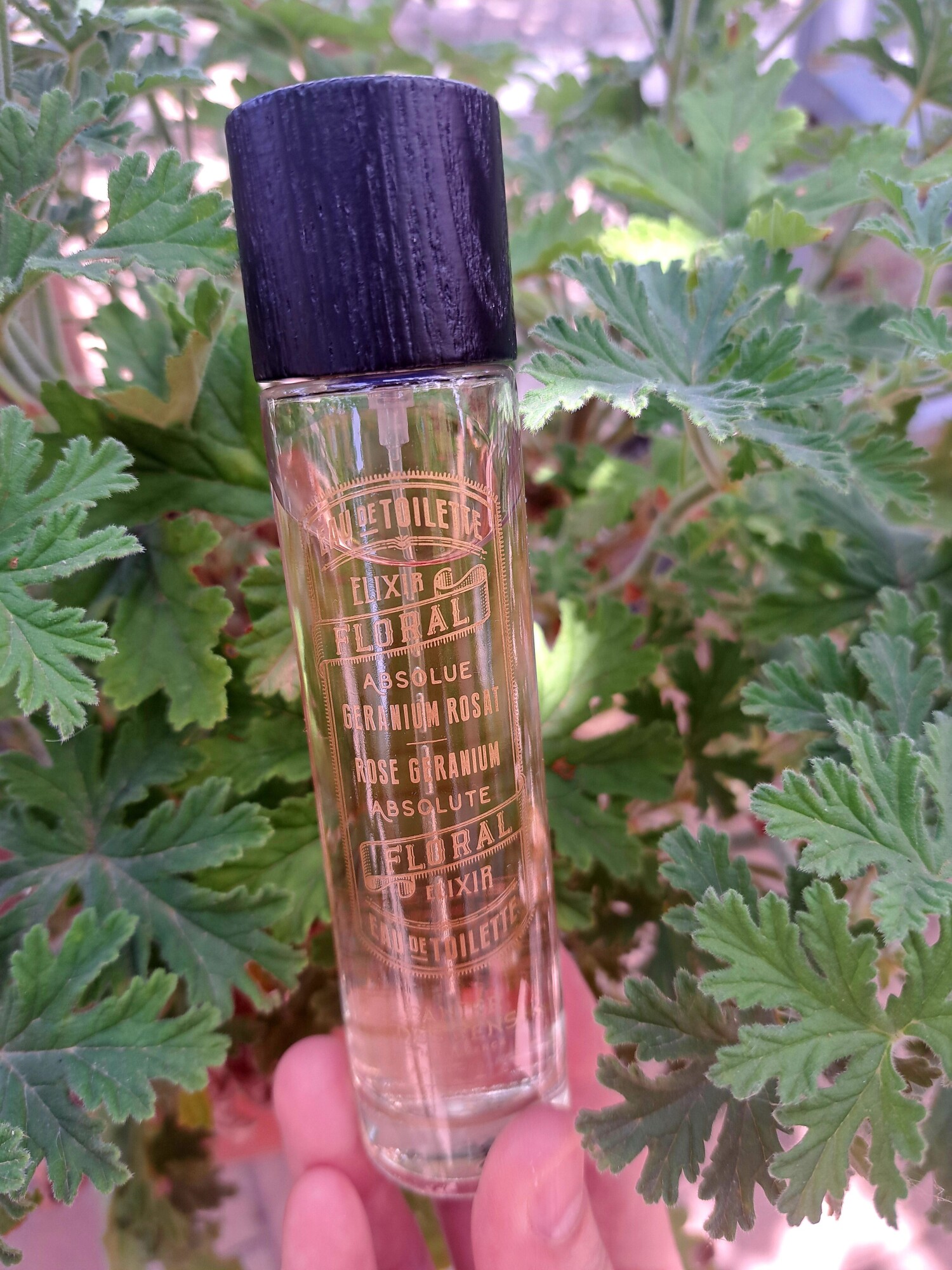 Rose Geranium Absolute Panier des Sens perfume - a fragrance for women 2016