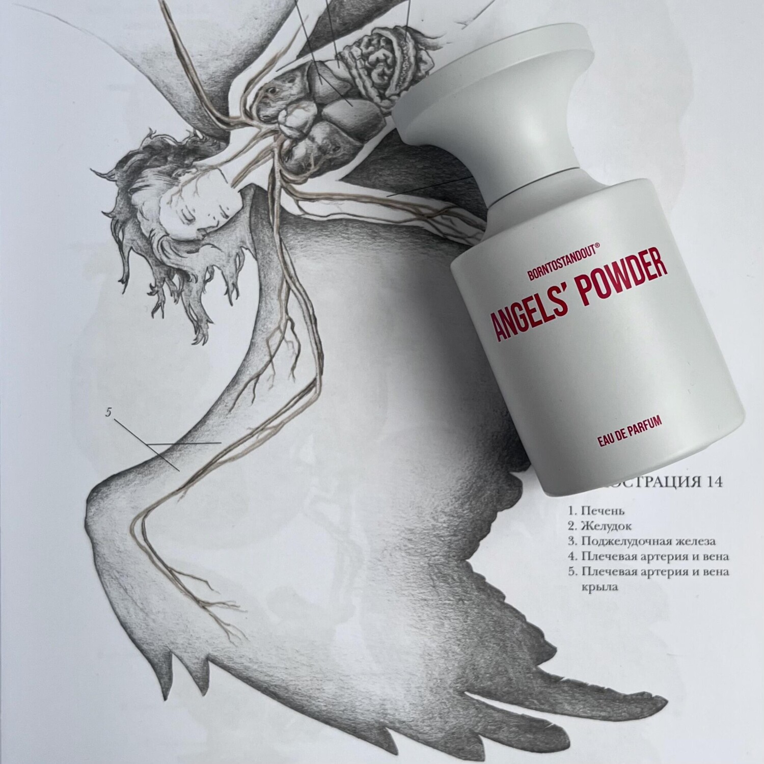 Angels' Powder BORNTOSTANDOUT® perfume - a fragrance for women and men 2024