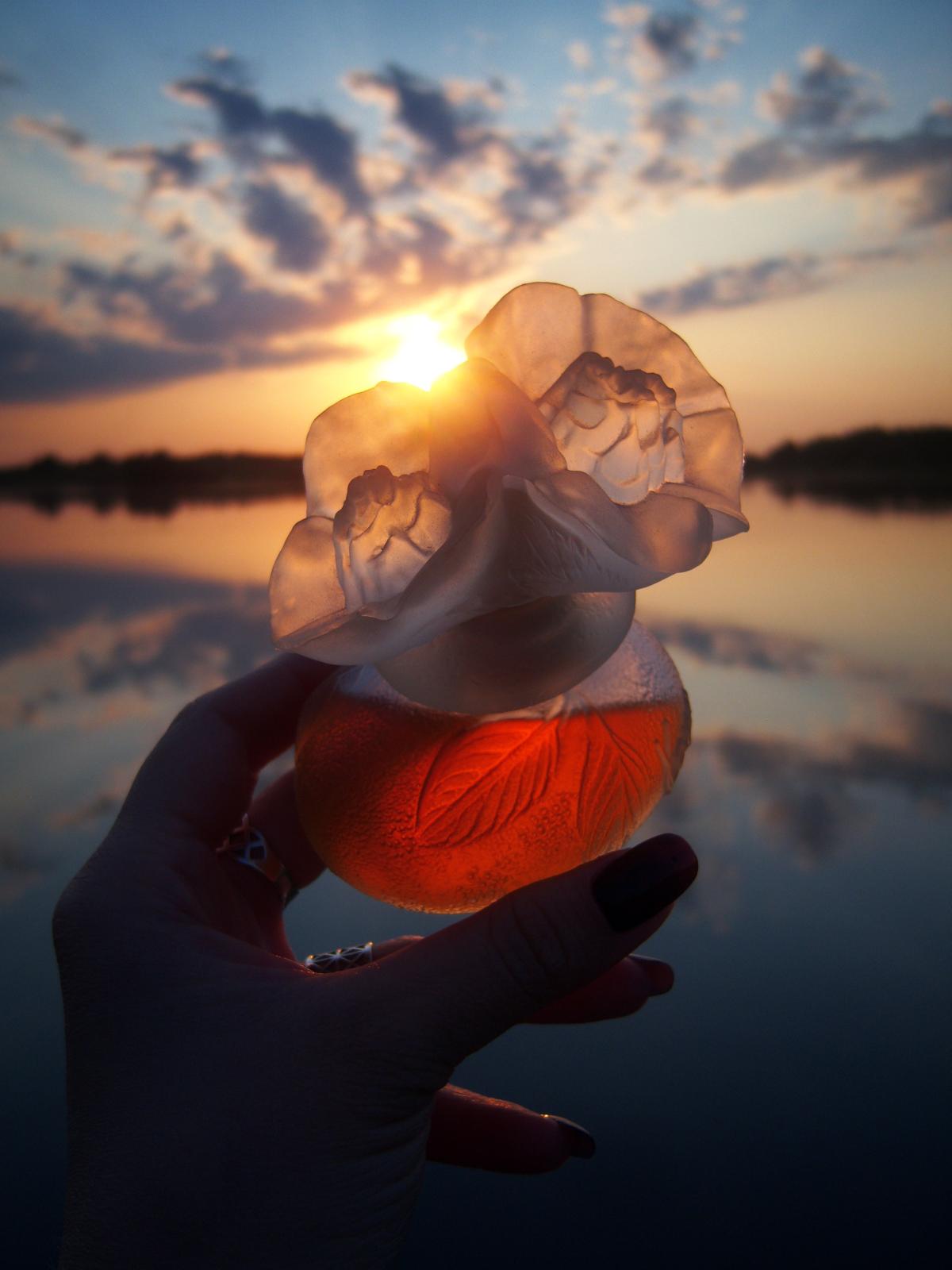 kenzo perfume 50ml price