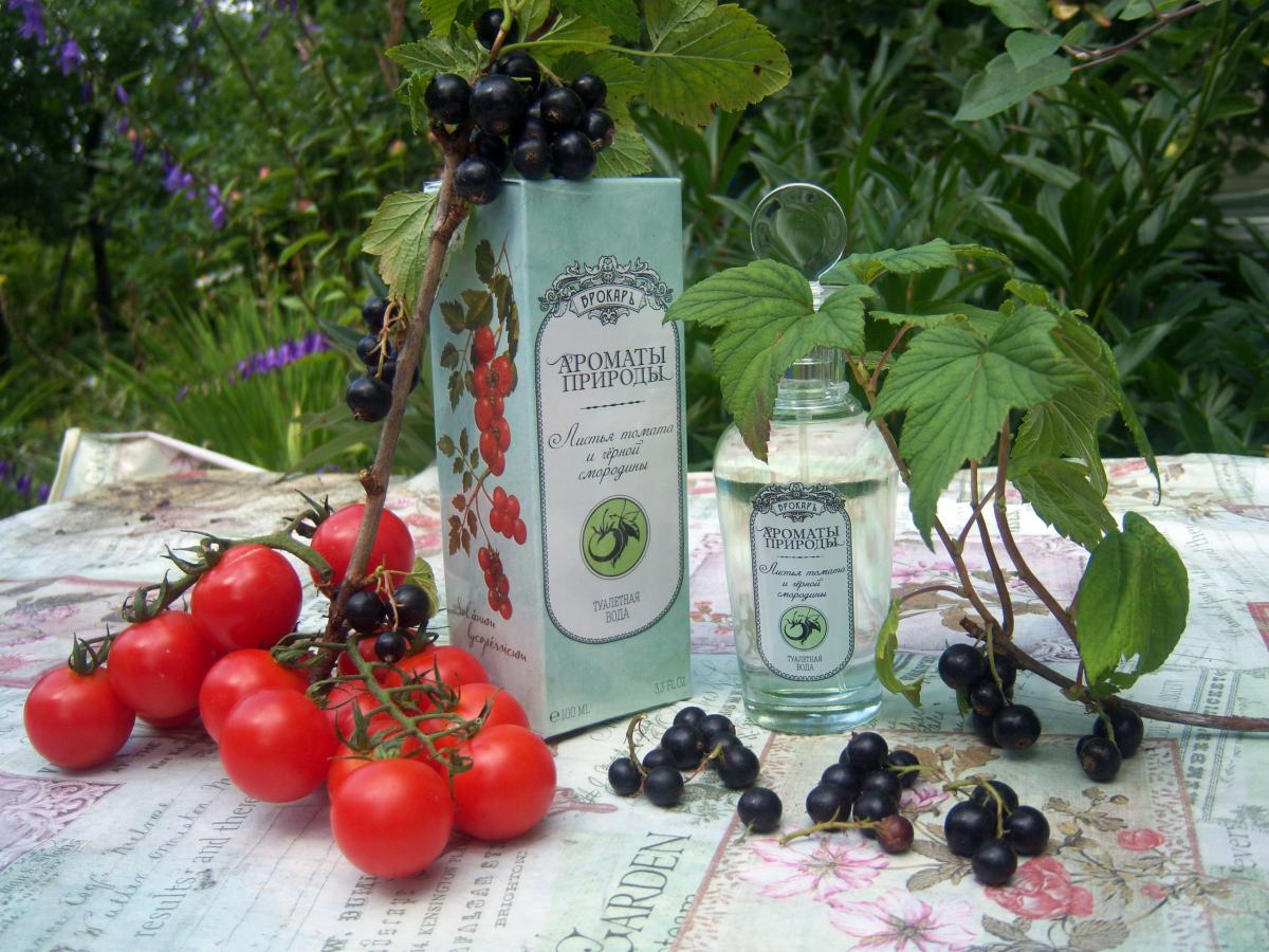 Листья томата и черной смородины - Tomato and Black Currant Leaves ...