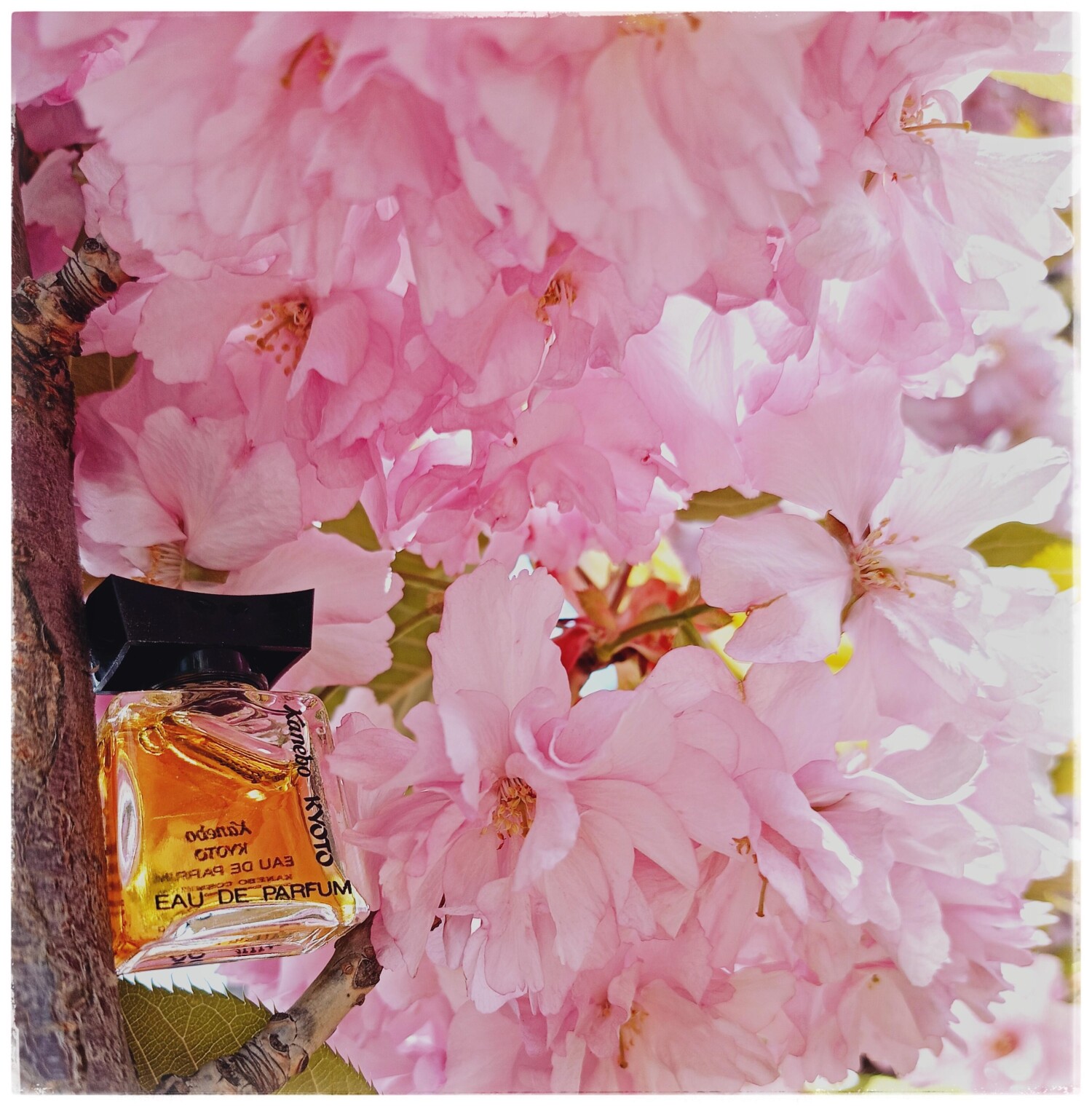 Kyoto Kanebo perfume - a fragrance for women 1981