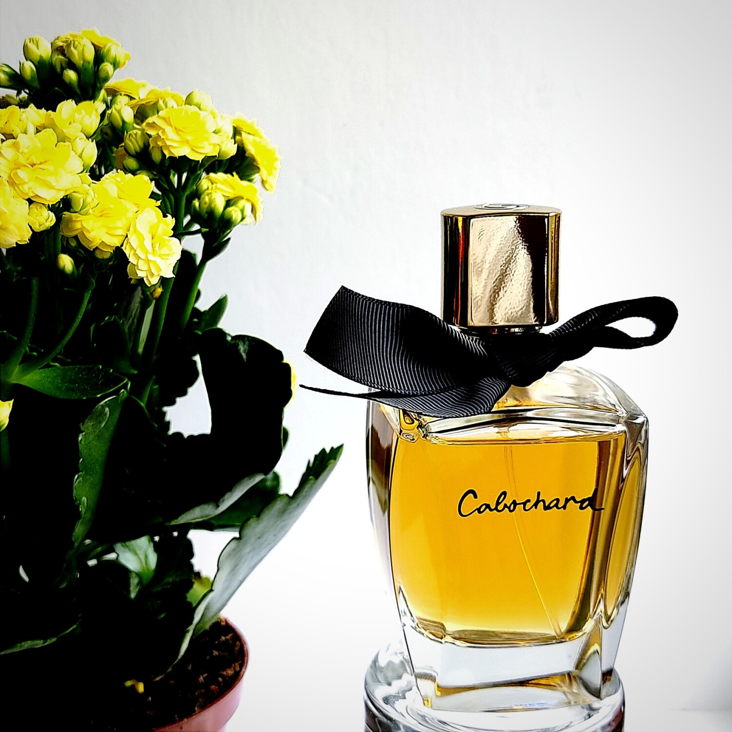 Majestic Cabochard Eau Perfume Rich with Woody Earthy Fruity Accords