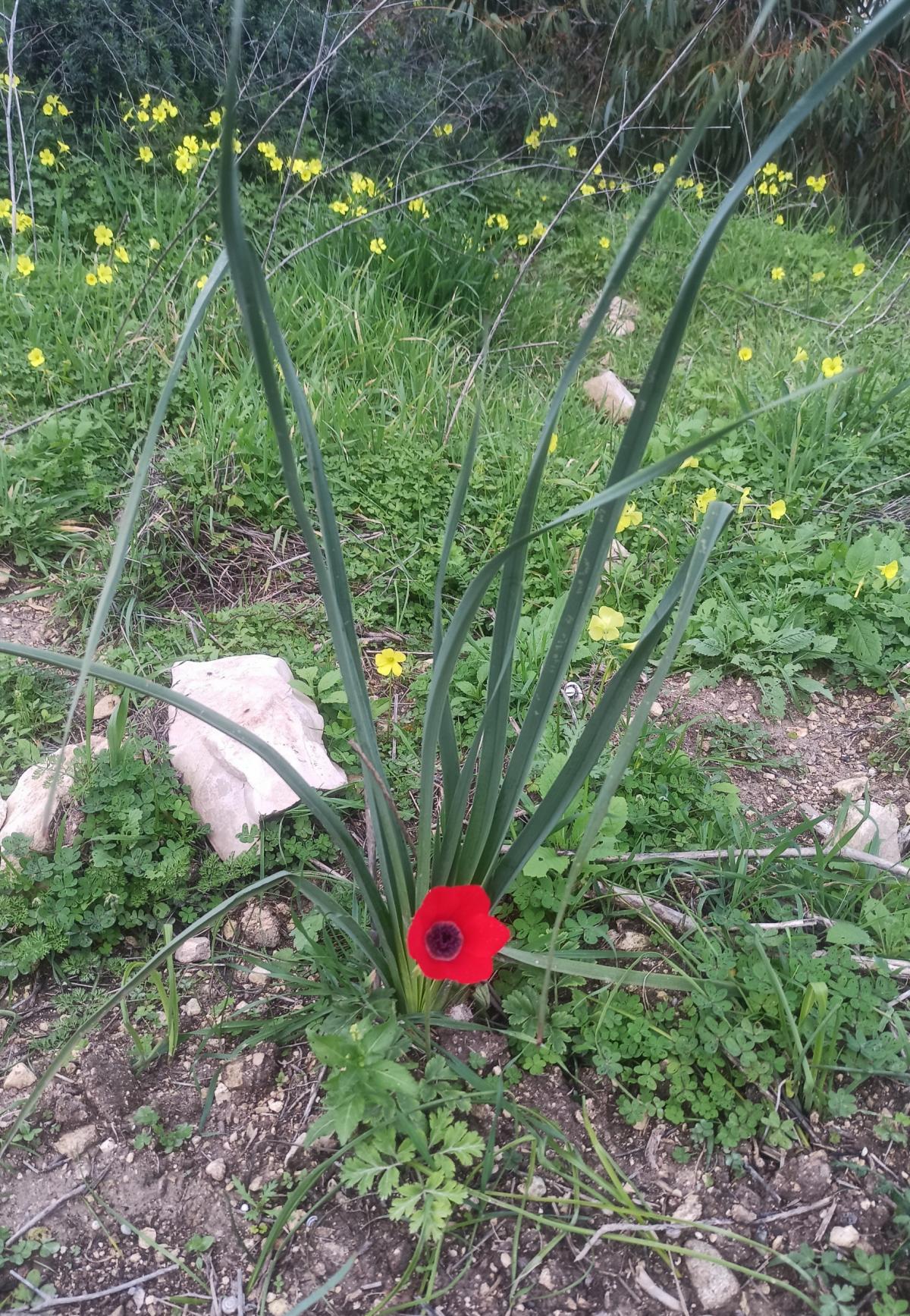 Flower by Kenzo L'Elixir Kenzo perfume a fragrance for women 2015