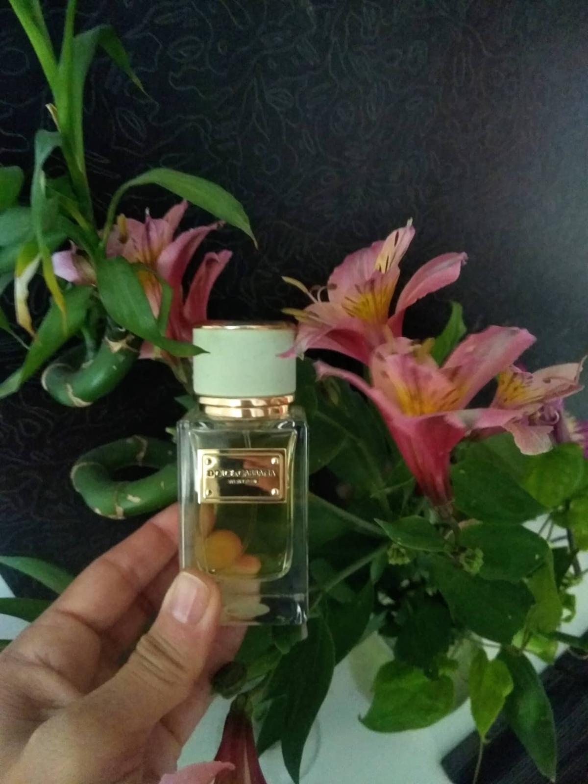 Velvet Pure Dolce Gabbana Perfume A Fragrance For Women