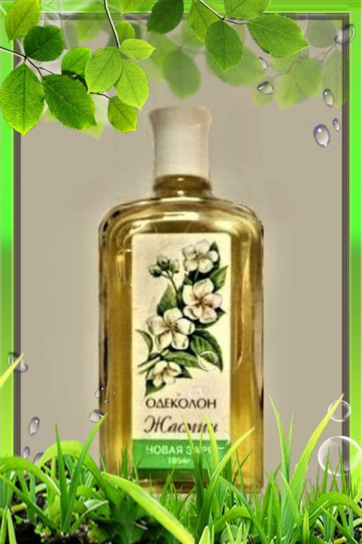 Жасмин (Jasmine) Новая Заря (The New Dawn) perfume - a fragrance for women