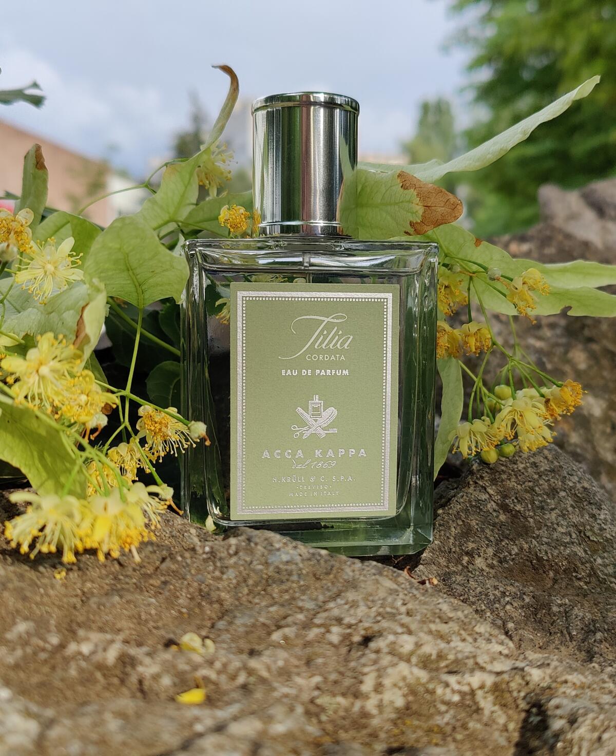 Tilia Cordata Acca Kappa perfume - a fragrance for women and men 2014