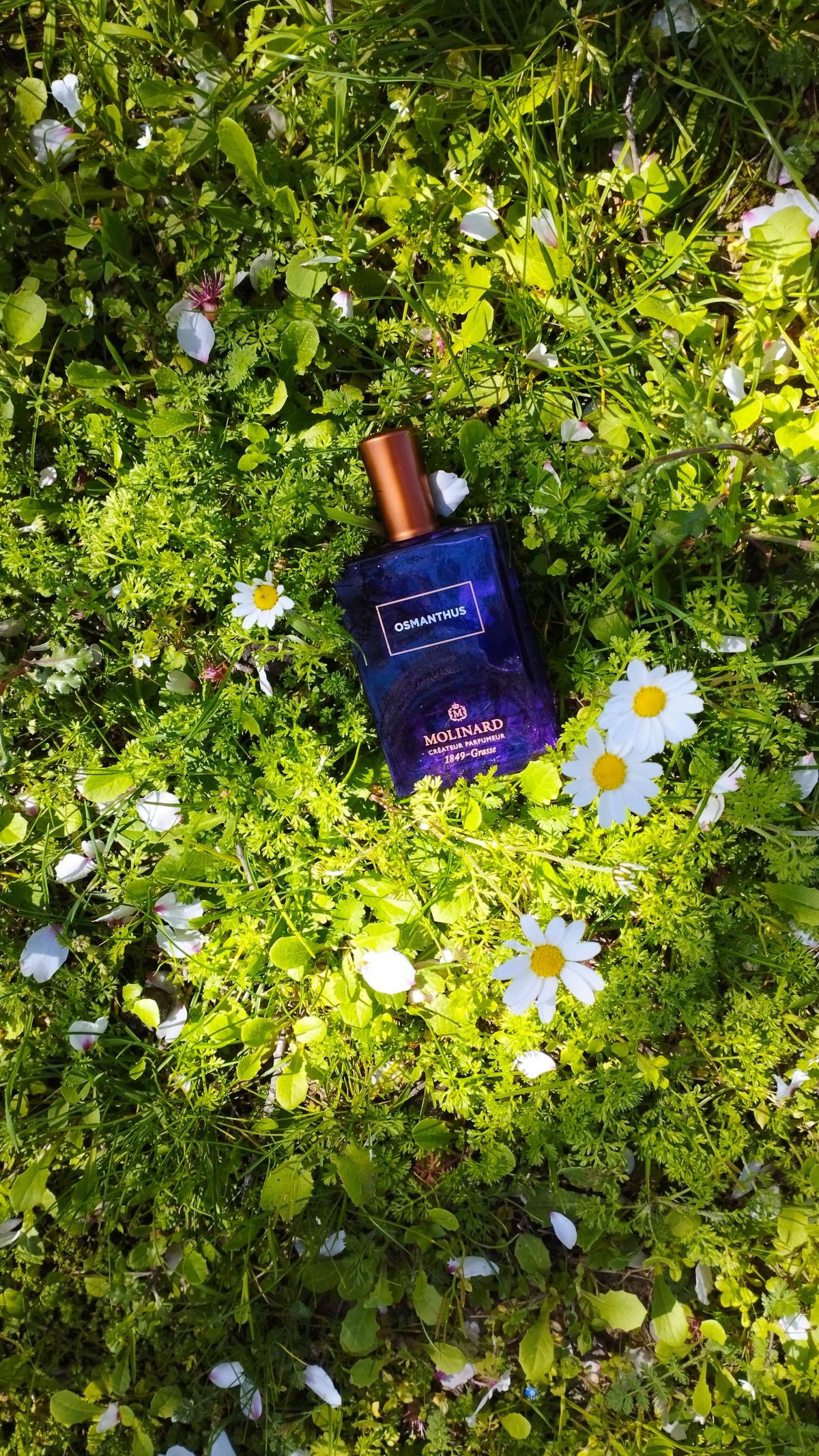Osmanthus Eau de Parfum Molinard - una fragranza unisex 2021