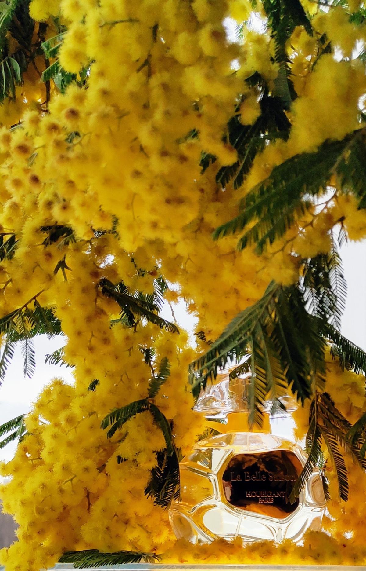 La Belle Saison Houbigant perfume a fragrance for women and men 2020