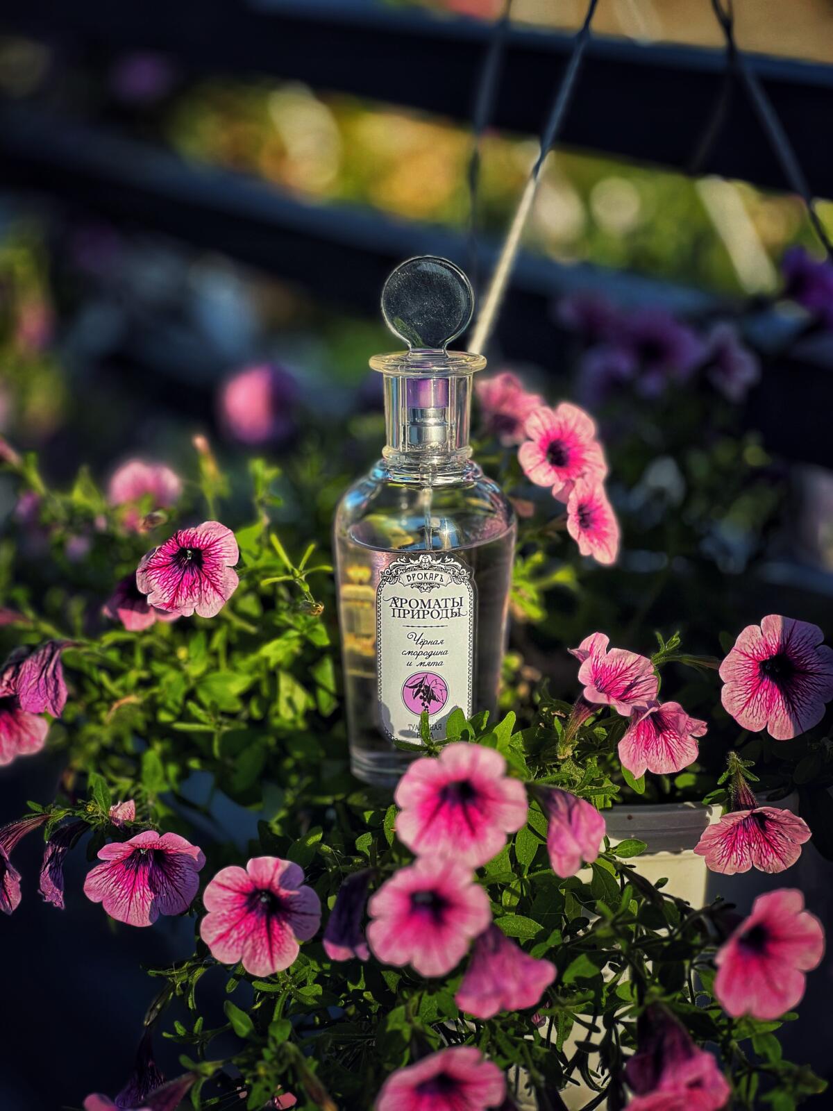 Черная смородина и мята - Black currant and Mint Brocard perfume - a ...