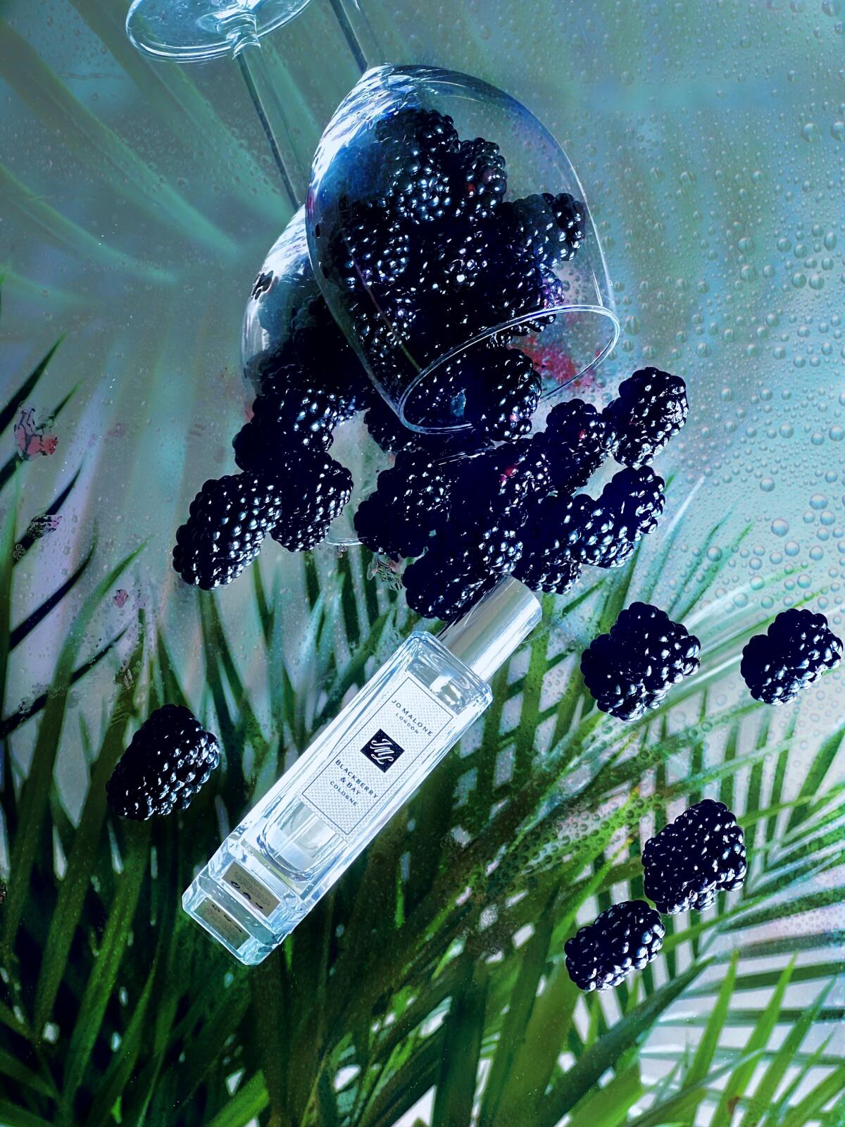 Blackberry & Bay Jo Malone London perfume - a fragrância Feminino 2012