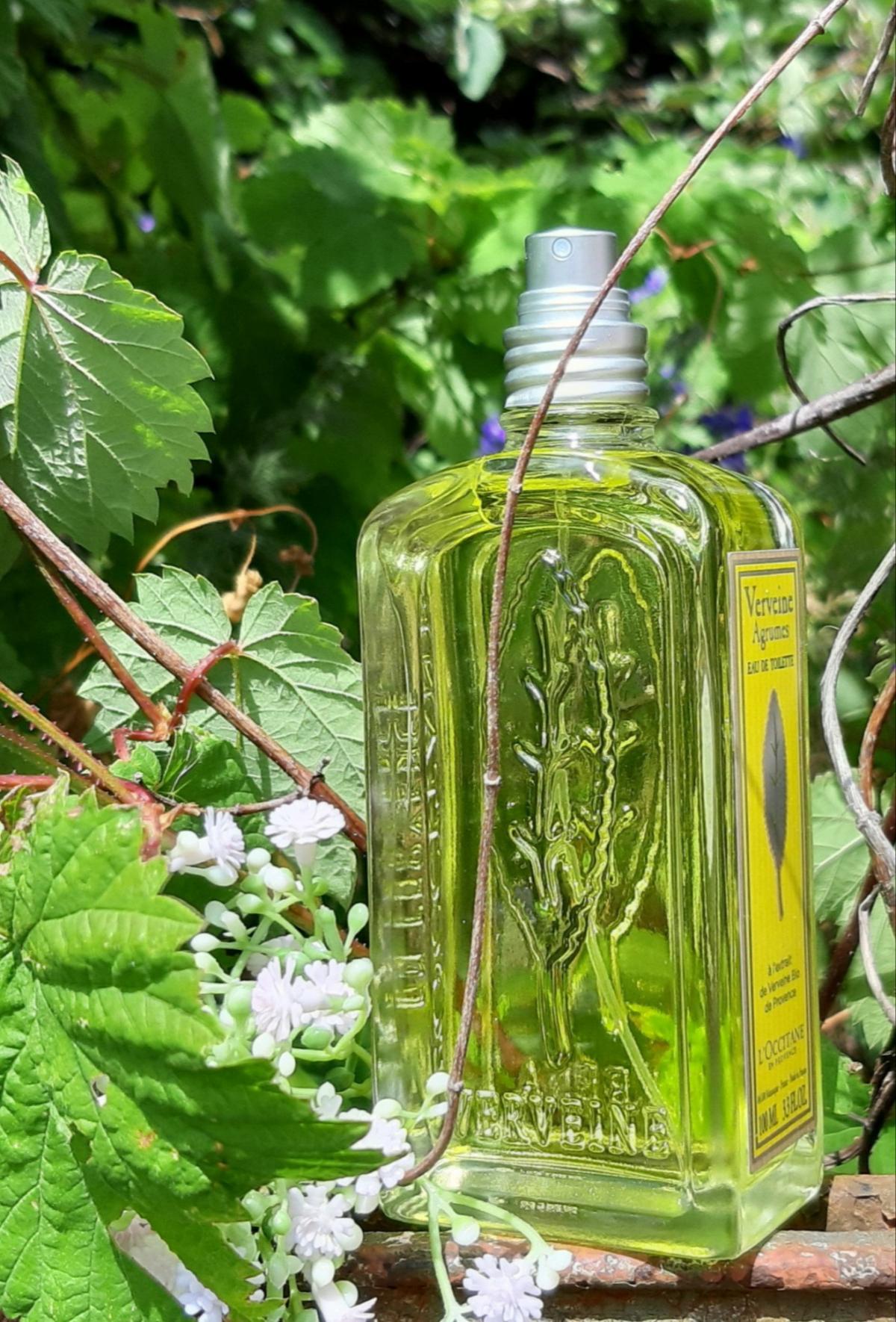 Verveine Agrumes 2015 L'Occitane en Provence fragancia - una fragancia ...