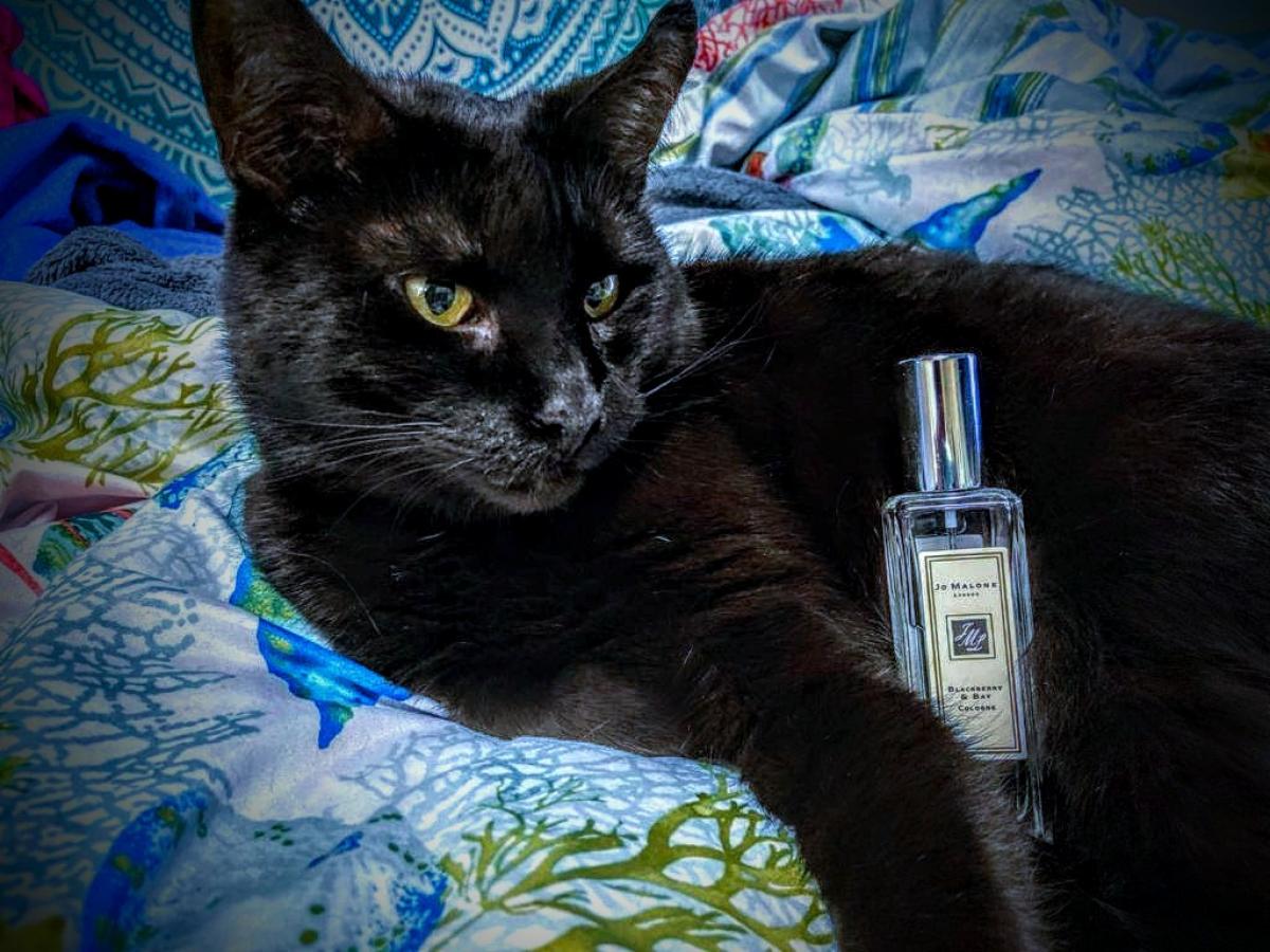 Blackberry & Bay Jo Malone London perfume - a fragrance for women 2012