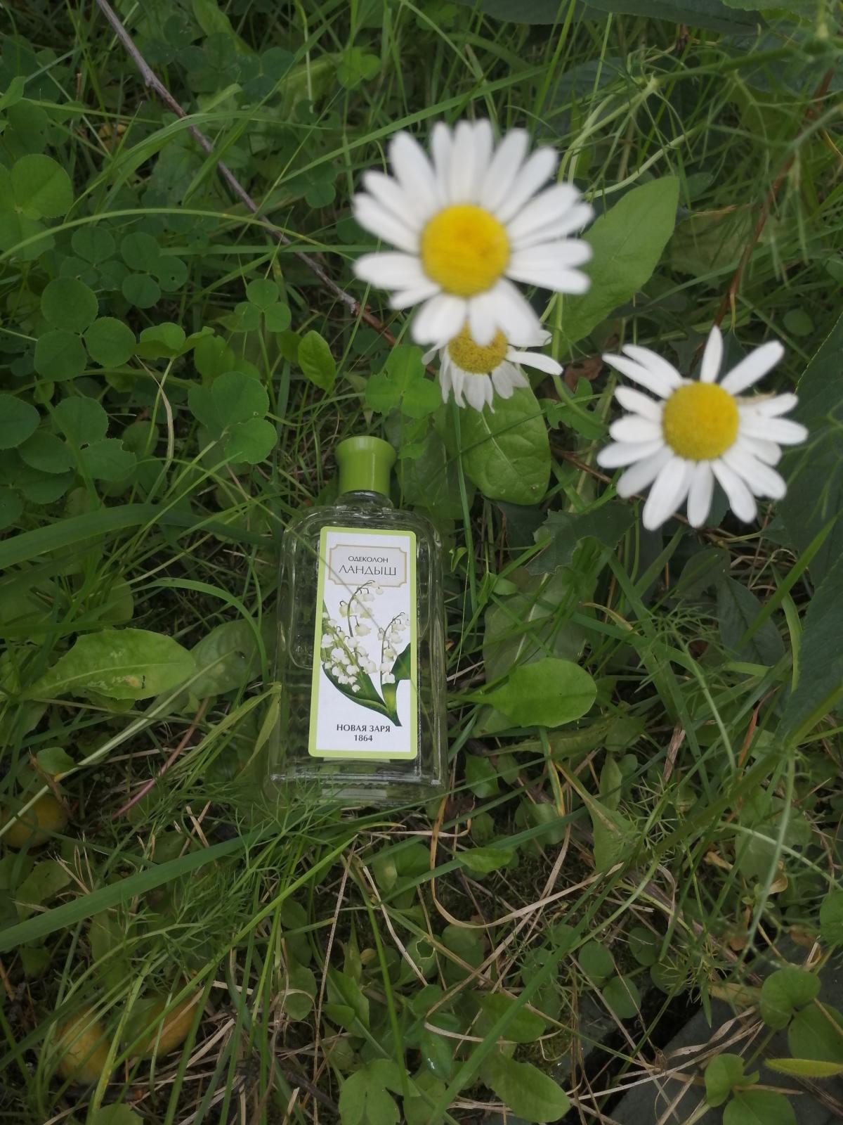 Ландыш (Muguet) Новая Заря (The New Dawn) perfume - a fragrance for women