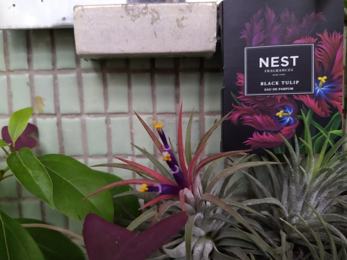 Black Tulip Nest perfume a fragrance for women 2016