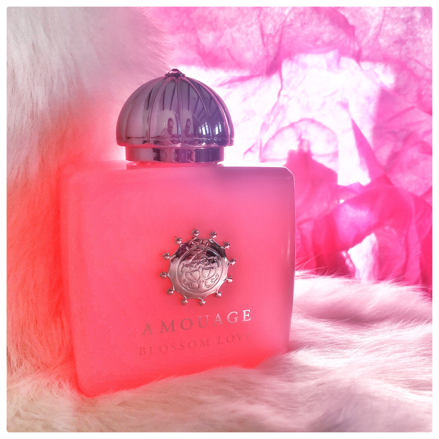 amouage blossom love fragrantica