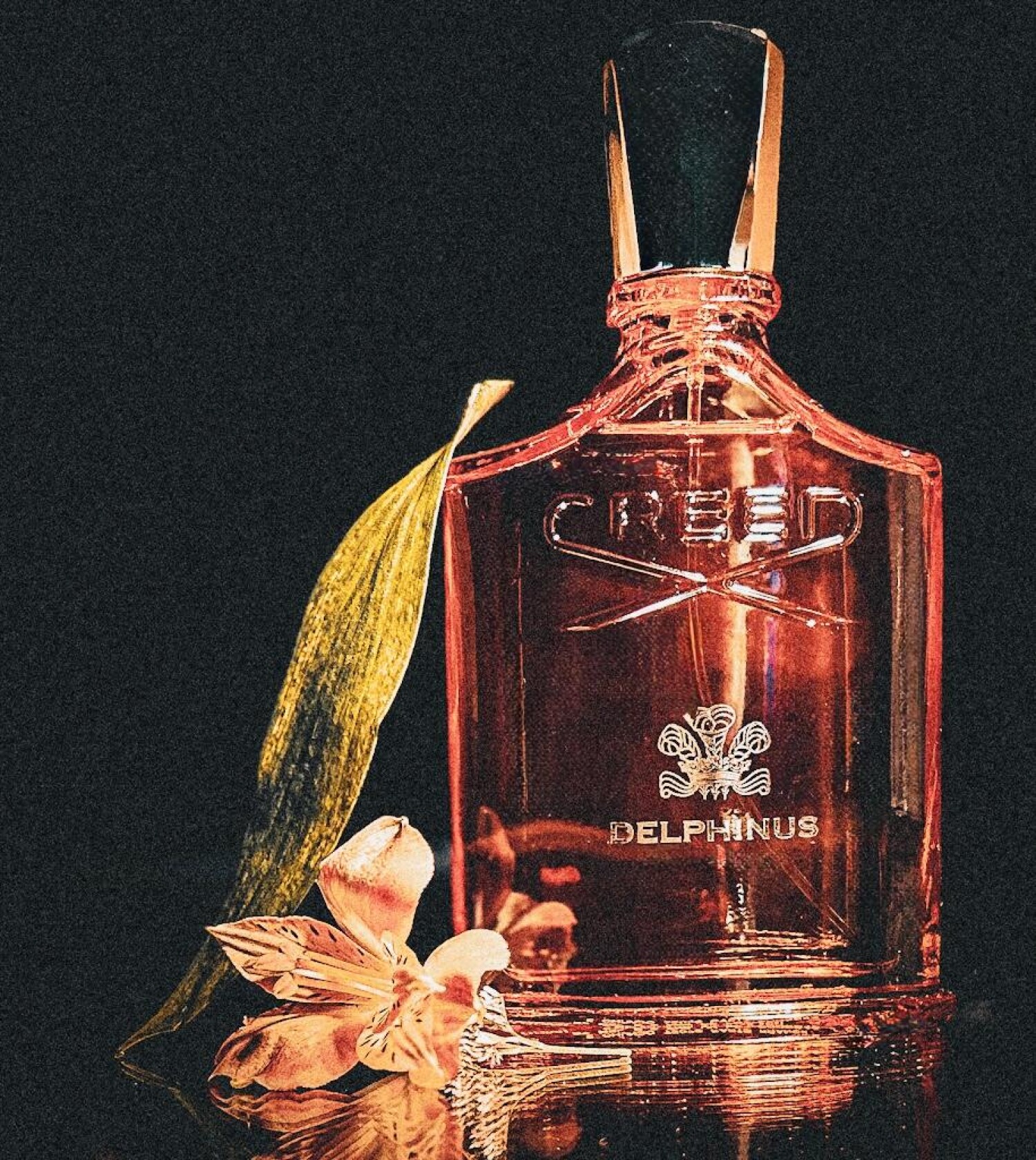 Delphinus Creed perfume - a new fragrance for women and men 2024