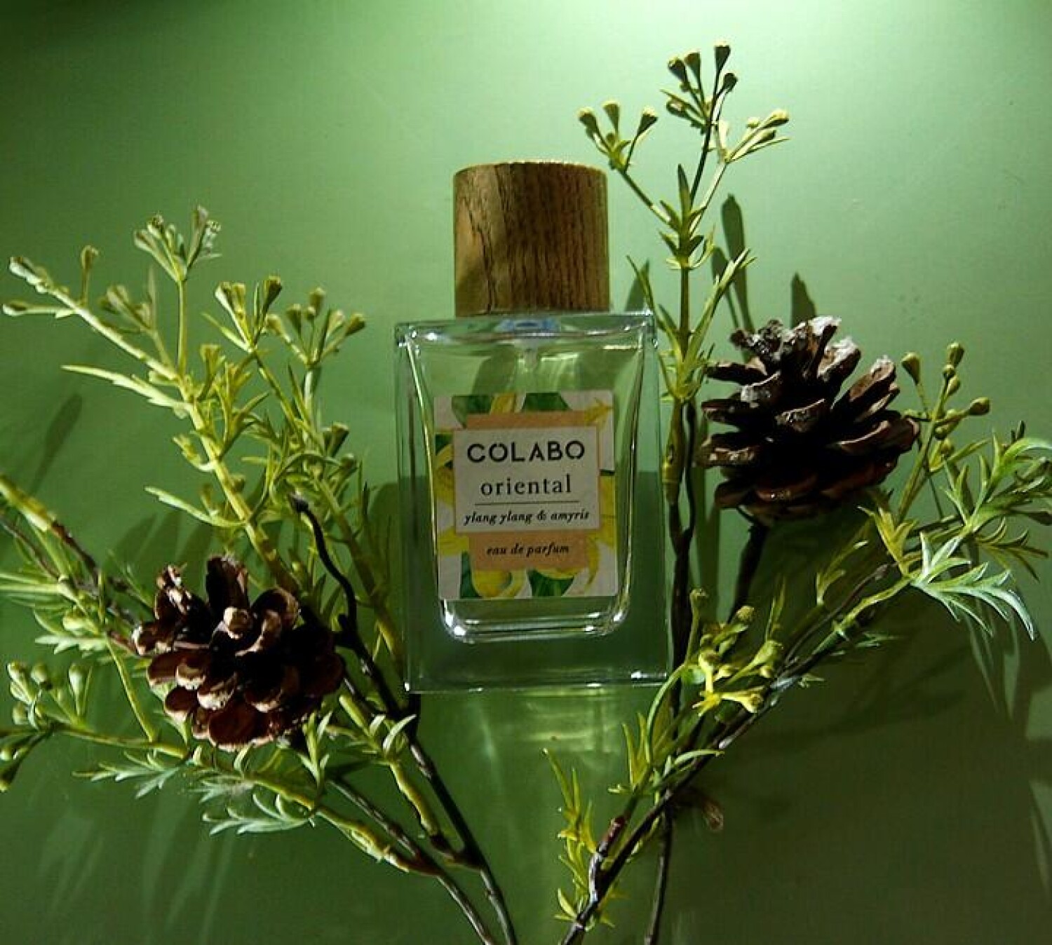 Oriental Ylang Ylang & Amyris COLABO perfume - a fragrance for women ...