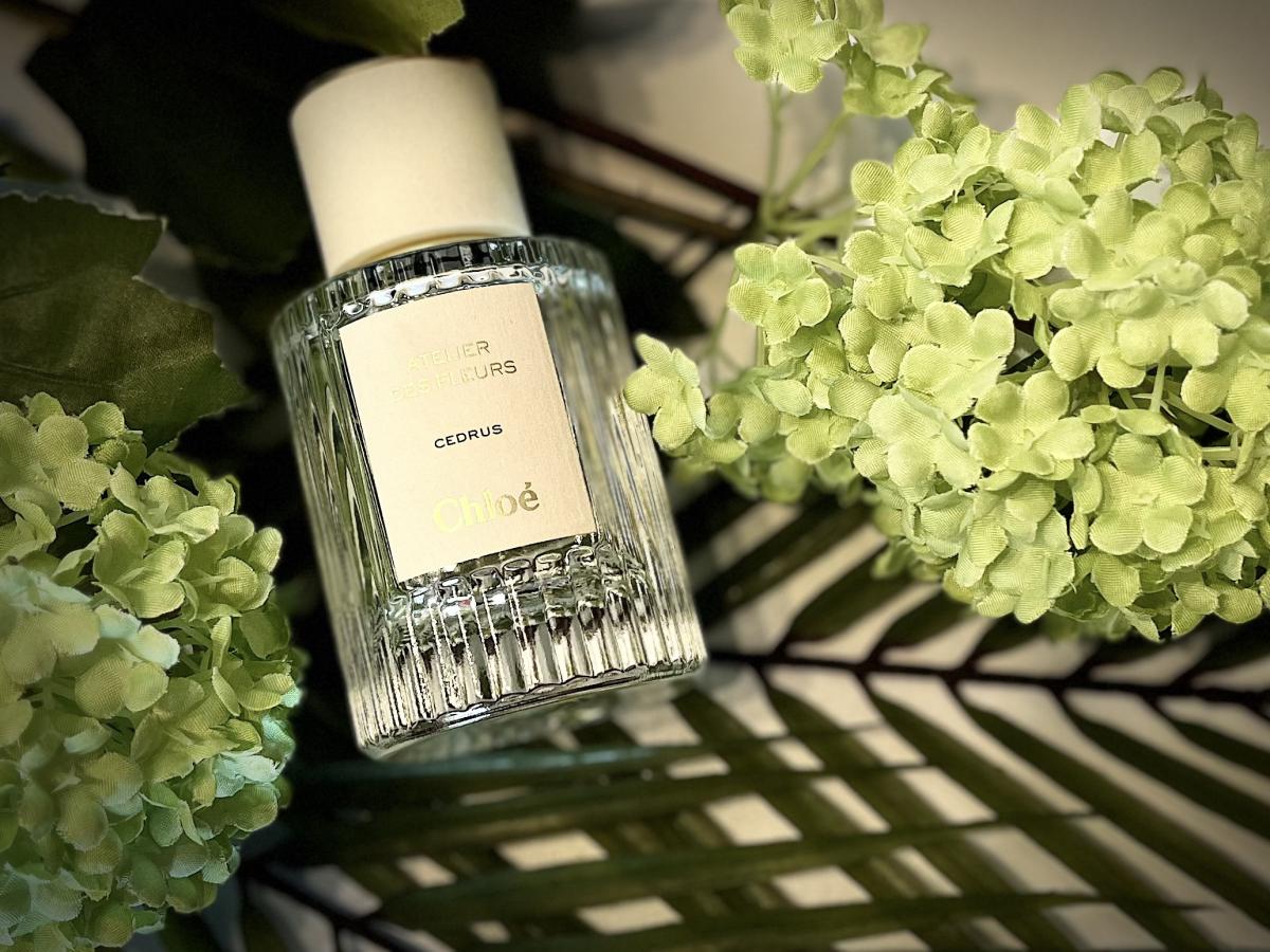 Cedrus Chloé perfume - a fragrance for women and men 2019