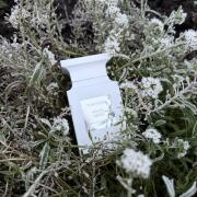 Photo by NevashaMasha