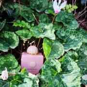 Photo by Лейка@@@