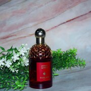 Ambre Samar Guerlain 香水- 一款2025年新的中性香水