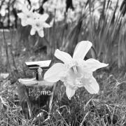 Photo by Yellow Pollen