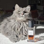 Babycat Yves Saint Laurent perfume - a new fragrance for