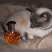 safari fragrantica