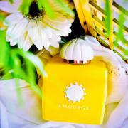 amouage sunshine fragrantica