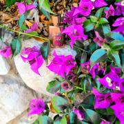 Photo by Alexa 2018*