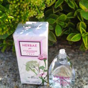 その他 HERBAE L'Occitane Eau de Toilette 50ml L'Occitane Herbae L'Eau Edt, 50ml : Amazon.in: Beauty