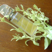 Photo by Lady Winter