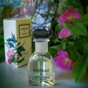 Herbae L'Occitane en Provence perfume - a fragrance