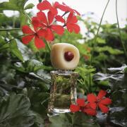 Photo by Alex Guerra Terra