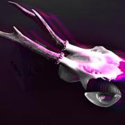 Photo by Catsylvania