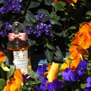 Equinox Bloom Penhaligon's perfume - a fragrance for women and men