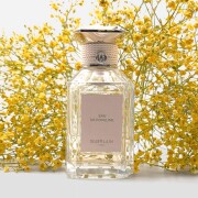 Eau de Popeline Guerlain 香水- 一款2026年新的中性香水