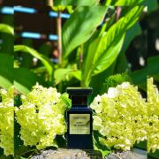 Vert de Fleur Tom Ford perfume - a fragrance for women and