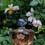 Shalimar Millesime Rose Guerlain perfume - a new fragrance for