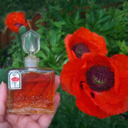 Красный Мак (Red Poppy Flower) Новая Заря (The New Dawn) perfume