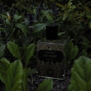 No Sleep Coreterno perfume - a fragrância Compartilhável 2021