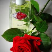 prada infusion de rose fragrantica