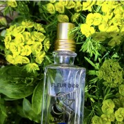 Fleur d'Or & Acacia L'Occitane en Provence perfume - a fragrance